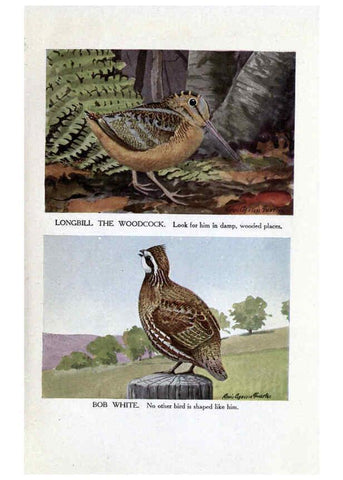 Reproducción/Reproduction 6243296075: The Burgess bird book for children Boston :Little, Brown, and company,1919