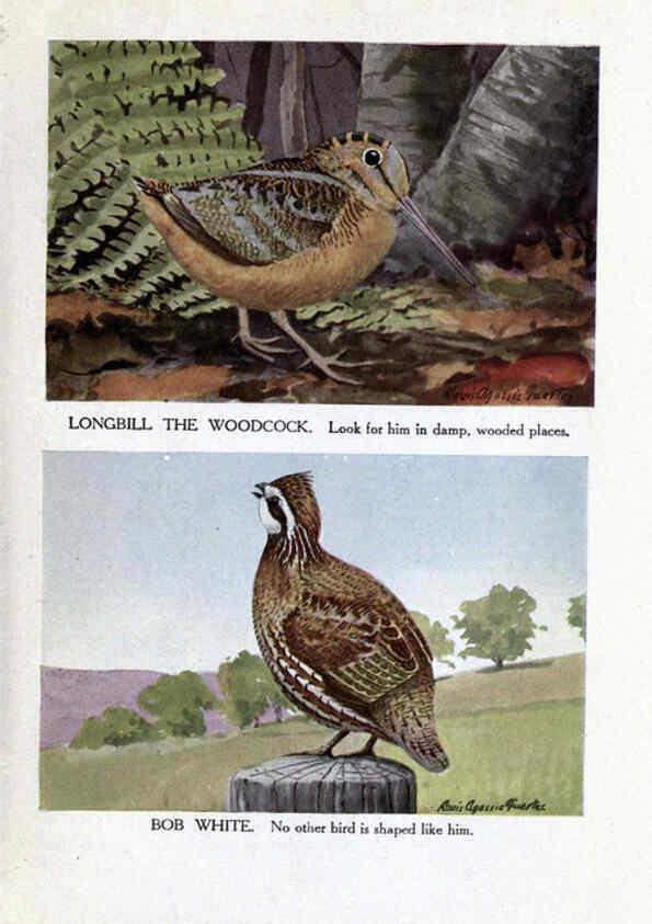 Reproducción/Reproduction 6243296075: The Burgess bird book for children Boston :Little, Brown, and company,1919