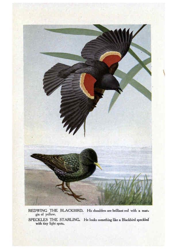 Reproducción/Reproduction 6243812538: The Burgess bird book for children Boston :Little, Brown, and company,1919