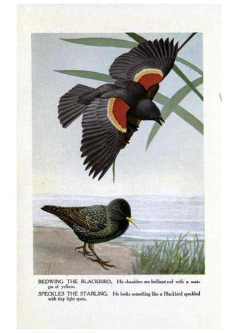 Reproducción/Reproduction 6243812538: The Burgess bird book for children Boston :Little, Brown, and company,1919