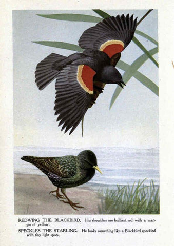 Reproducción/Reproduction 6243812538: The Burgess bird book for children Boston :Little, Brown, and company,1919
