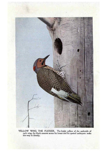 Reproducción/Reproduction 6243812824: The Burgess bird book for children Boston :Little, Brown, and company,1919