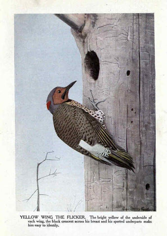 Reproducción/Reproduction 6243812824: The Burgess bird book for children Boston :Little, Brown, and company,1919