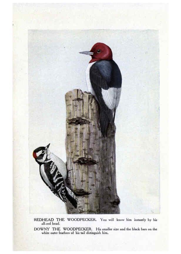 Reproducción/Reproduction 6243296663: The Burgess bird book for children Boston :Little, Brown, and company,1919