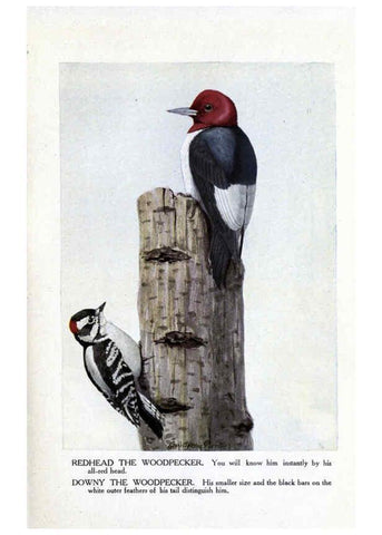 Reproducción/Reproduction 6243296663: The Burgess bird book for children Boston :Little, Brown, and company,1919