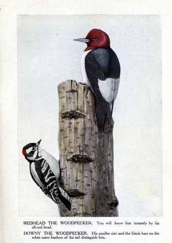 Reproducción/Reproduction 6243296663: The Burgess bird book for children Boston :Little, Brown, and company,1919