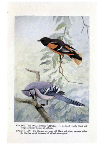 Reproducción/Reproduction 6243296855: The Burgess bird book for children Boston :Little, Brown, and company,1919
