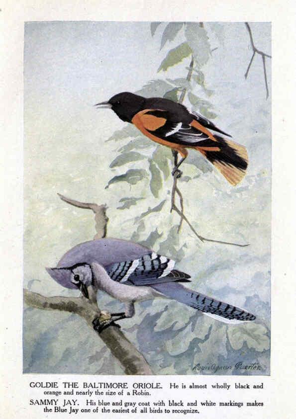 Reproducción/Reproduction 6243296855: The Burgess bird book for children Boston :Little, Brown, and company,1919