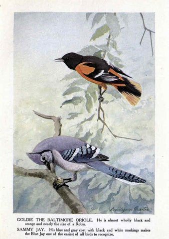 Reproducción/Reproduction 6243296855: The Burgess bird book for children Boston :Little, Brown, and company,1919