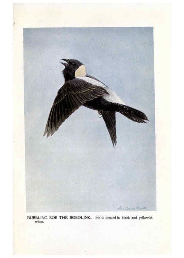 Reproducción/Reproduction 6243813364: The Burgess bird book for children Boston :Little, Brown, and company,1919