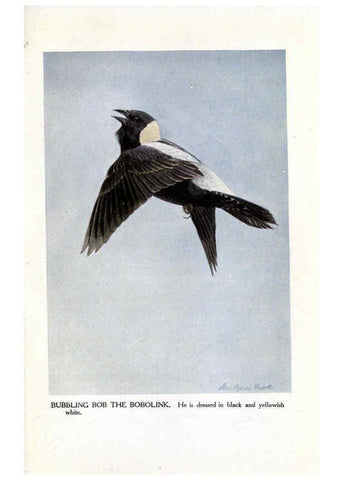Reproducción/Reproduction 6243813364: The Burgess bird book for children Boston :Little, Brown, and company,1919