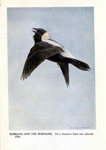Reproducción/Reproduction 6243813364: The Burgess bird book for children Boston :Little, Brown, and company,1919