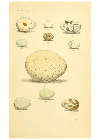 Reproducción/Reproduction 6237601084: Eggs of North American birds Boston,De Wolfe, Fiske & co.,1890