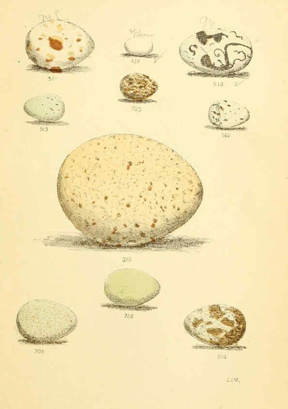 Reproducción/Reproduction 6237601084: Eggs of North American birds Boston,De Wolfe, Fiske & co.,1890