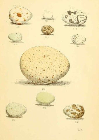 Reproducción/Reproduction 6237601084: Eggs of North American birds Boston,De Wolfe, Fiske & co.,1890