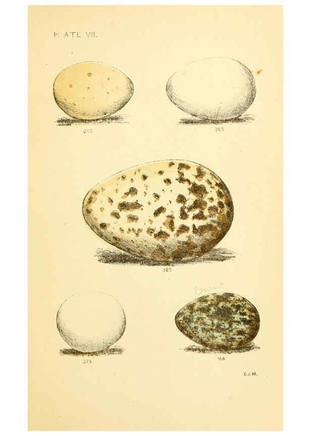 Reproducción/Reproduction 6237600920: Eggs of North American birds Boston,De Wolfe, Fiske & co.,1890
