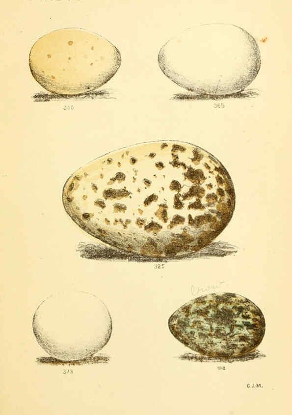 Reproducción/Reproduction 6237600920: Eggs of North American birds Boston,De Wolfe, Fiske & co.,1890