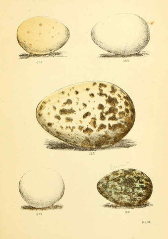 Reproducción/Reproduction 6237600920: Eggs of North American birds Boston,De Wolfe, Fiske & co.,1890