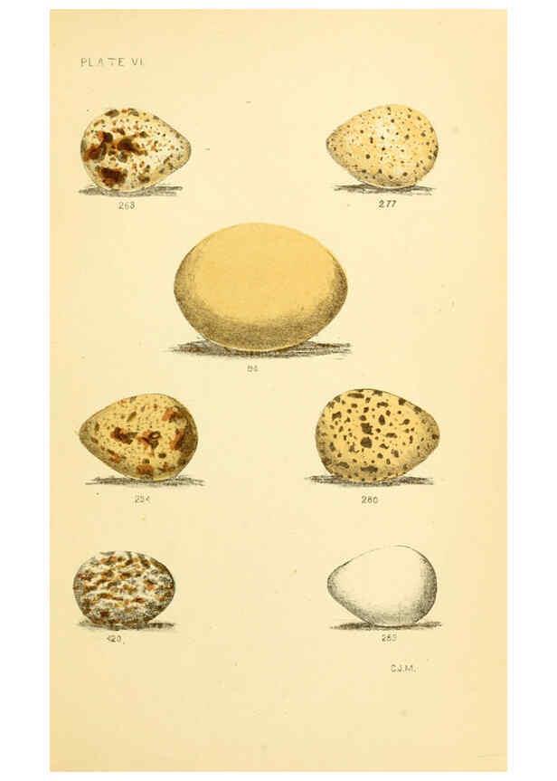 Reproducción/Reproduction 6237077661: Eggs of North American birds Boston,De Wolfe, Fiske & co.,1890