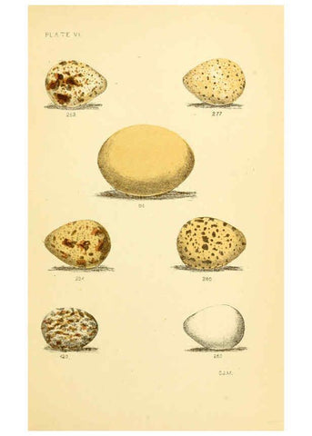 Reproducción/Reproduction 6237077661: Eggs of North American birds Boston,De Wolfe, Fiske & co.,1890