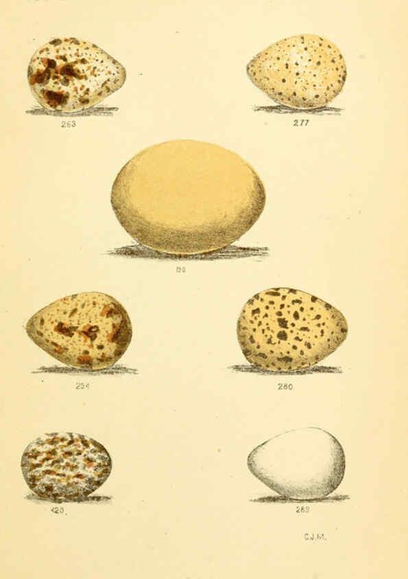 Reproducción/Reproduction 6237077661: Eggs of North American birds Boston,De Wolfe, Fiske & co.,1890