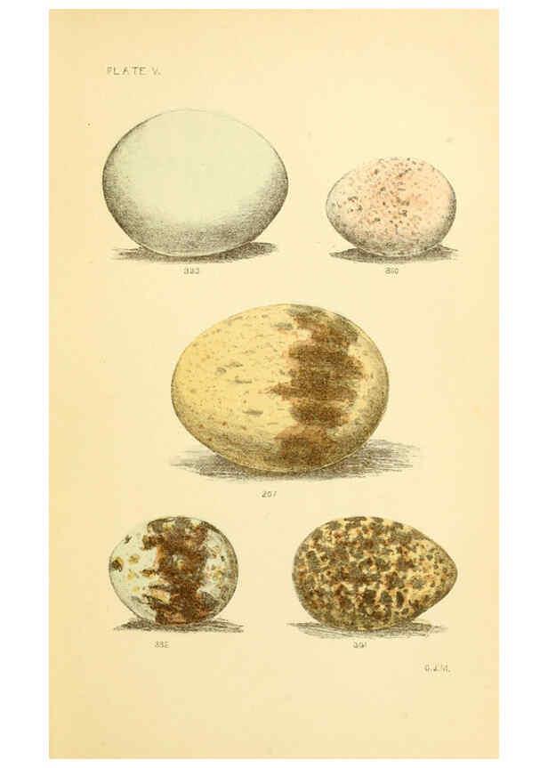 Reproducción/Reproduction 6237600582: Eggs of North American birds Boston,De Wolfe, Fiske & co.,1890