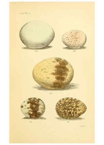 Reproducción/Reproduction 6237600582: Eggs of North American birds Boston,De Wolfe, Fiske & co.,1890