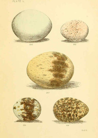 Reproducción/Reproduction 6237600582: Eggs of North American birds Boston,De Wolfe, Fiske & co.,1890