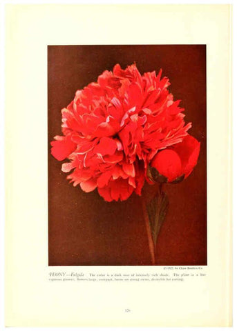 Reproducción/Reproduction 6237053743: Chase fruit and flowers in natural colors Rochester, N.Y.,Chase brothers company[c1922] 