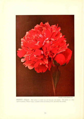 Reproducción/Reproduction 6237053743: Chase fruit and flowers in natural colors Rochester, N.Y.,Chase brothers company[c1922] 