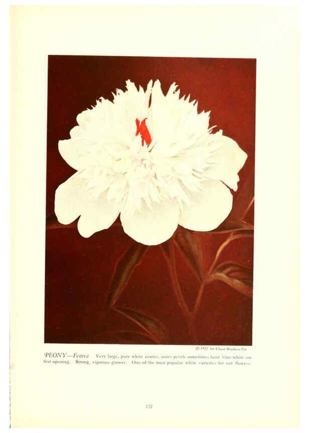 Reproducción/Reproduction 6237576972: Chase fruit and flowers in natural colors Rochester, N.Y.,Chase brothers company[c1922] 