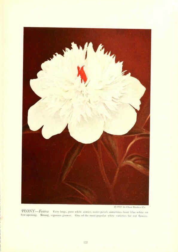 Reproducción/Reproduction 6237576972: Chase fruit and flowers in natural colors Rochester, N.Y.,Chase brothers company[c1922] 