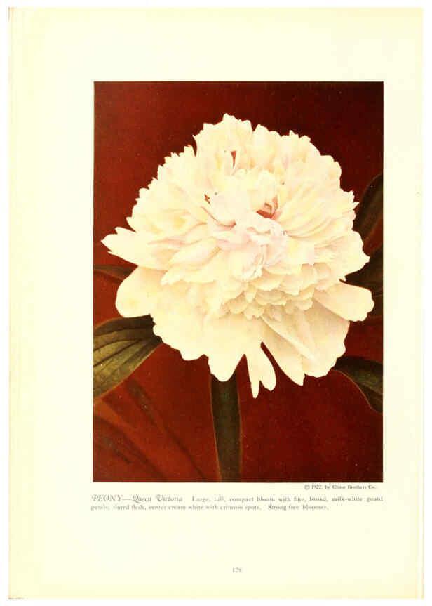 Reproducción/Reproduction 6237054079: Chase fruit and flowers in natural colors Rochester, N.Y.,Chase brothers company[c1922] 