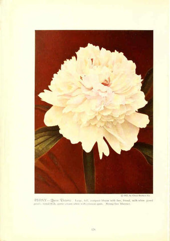Reproducción/Reproduction 6237054079: Chase fruit and flowers in natural colors Rochester, N.Y.,Chase brothers company[c1922] 