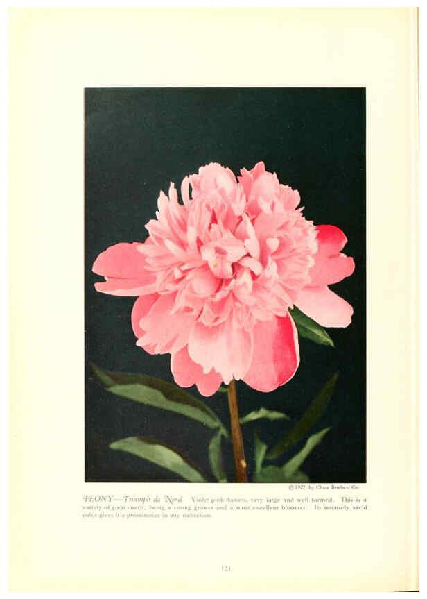 Reproducción/Reproduction 6237053415: Chase fruit and flowers in natural colors Rochester, N.Y.,Chase brothers company[c1922] 