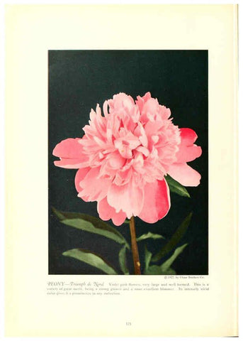 Reproducción/Reproduction 6237053415: Chase fruit and flowers in natural colors Rochester, N.Y.,Chase brothers company[c1922] 
