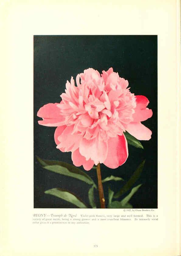 Reproducción/Reproduction 6237053415: Chase fruit and flowers in natural colors Rochester, N.Y.,Chase brothers company[c1922] 