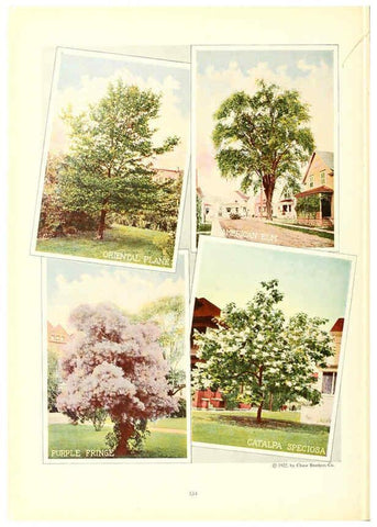 Reproducción/Reproduction 6237578174: Chase fruit and flowers in natural colors Rochester, N.Y.,Chase brothers company[c1922] 