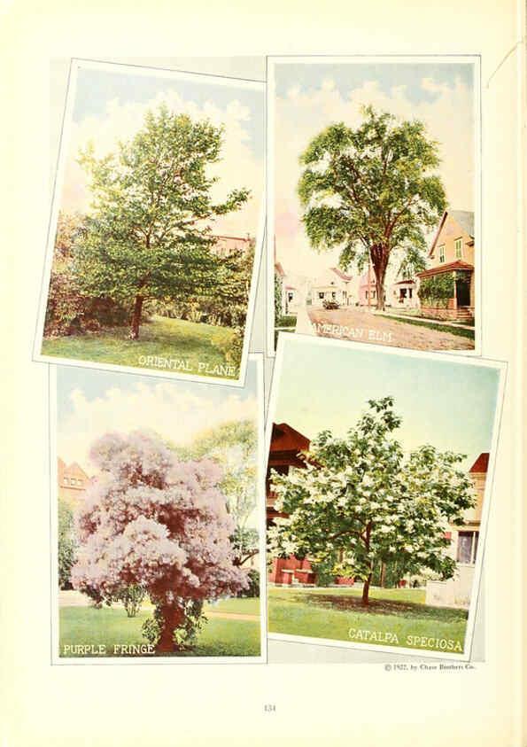 Reproducción/Reproduction 6237578174: Chase fruit and flowers in natural colors Rochester, N.Y.,Chase brothers company[c1922] 