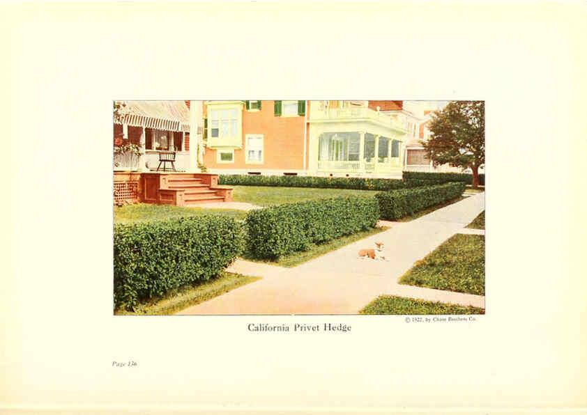 Reproducción/Reproduction 6237578612: Chase fruit and flowers in natural colors Rochester, N.Y.,Chase brothers company[c1922] 