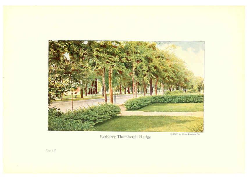 Reproducción/Reproduction 6237578794: Chase fruit and flowers in natural colors Rochester, N.Y.,Chase brothers company[c1922] 
