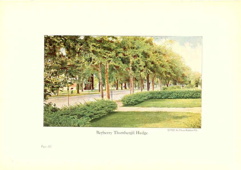 Reproducción/Reproduction 6237578794: Chase fruit and flowers in natural colors Rochester, N.Y.,Chase brothers company[c1922] 