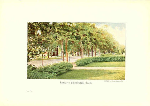 Reproducción/Reproduction 6237578794: Chase fruit and flowers in natural colors Rochester, N.Y.,Chase brothers company[c1922] 