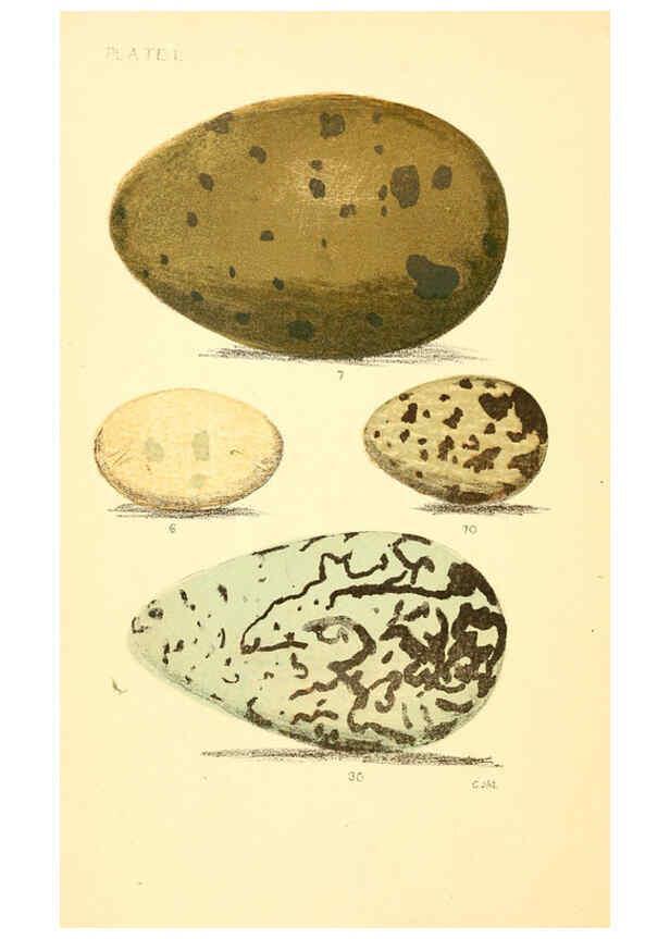 Reproducción/Reproduction 6237599756: Eggs of North American birds Boston,De Wolfe, Fiske & co.,1890
