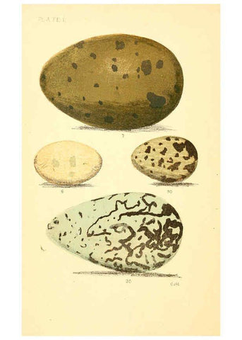 Reproducción/Reproduction 6237599756: Eggs of North American birds Boston,De Wolfe, Fiske & co.,1890