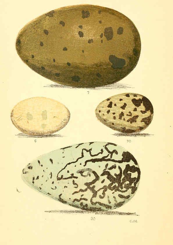 Reproducción/Reproduction 6237599756: Eggs of North American birds Boston,De Wolfe, Fiske & co.,1890