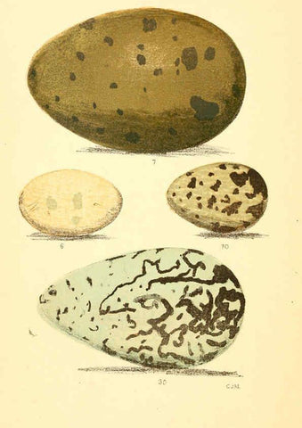 Reproducción/Reproduction 6237599756: Eggs of North American birds Boston,De Wolfe, Fiske & co.,1890