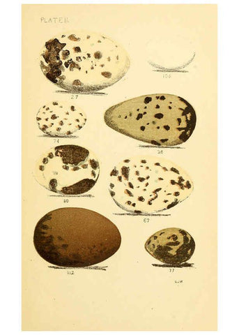 Reproducción/Reproduction 6237600014: Eggs of North American birds Boston,De Wolfe, Fiske & co.,1890