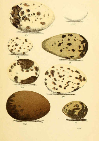 Reproducción/Reproduction 6237600014: Eggs of North American birds Boston,De Wolfe, Fiske & co.,1890