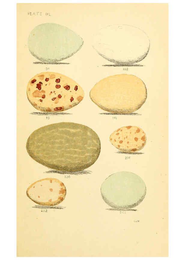Reproducción/Reproduction 6237077187: Eggs of North American birds Boston,De Wolfe, Fiske & co.,1890